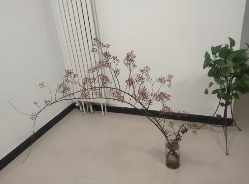 山归来蔷薇果切花山东直发