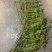 山归来蔷薇果切花山东直发