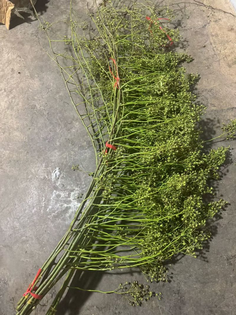 山归来蔷薇果切花山东直发