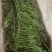 山归来蔷薇果切花山东直发