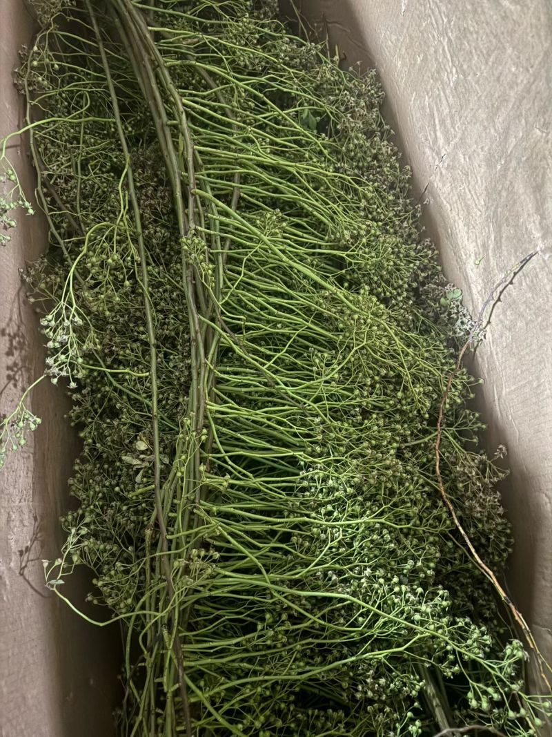 山归来蔷薇果切花山东直发
