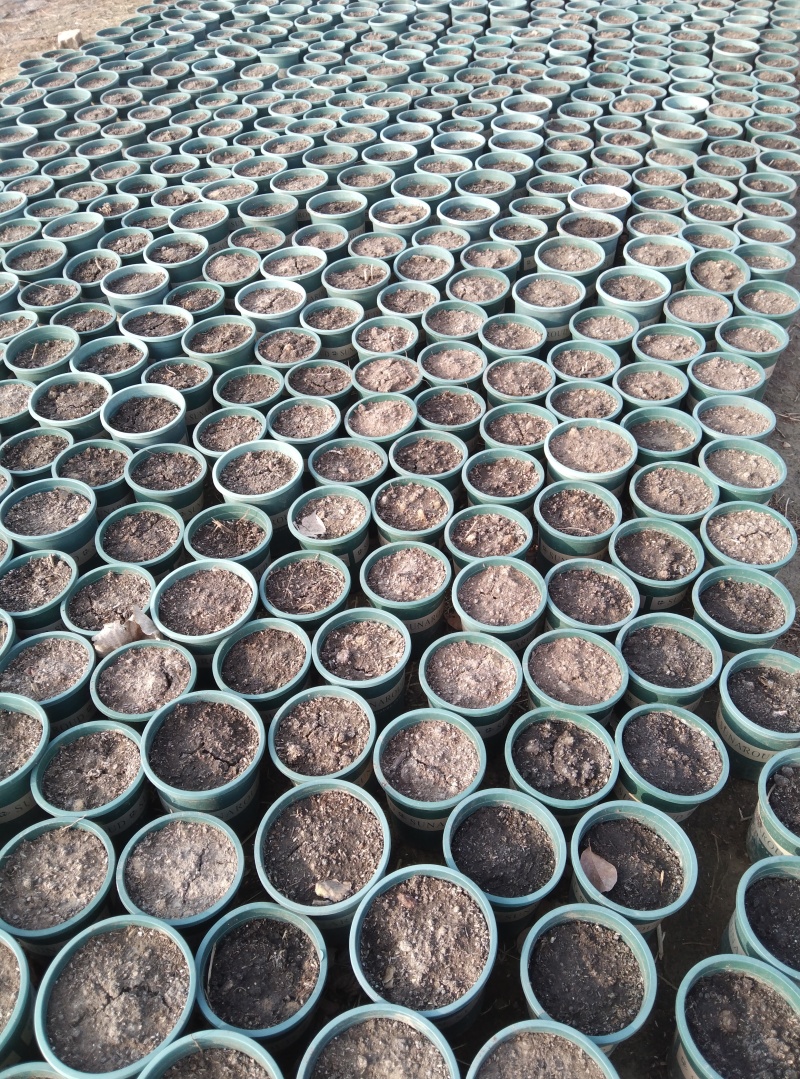 山归来蔷薇果切花山东直发