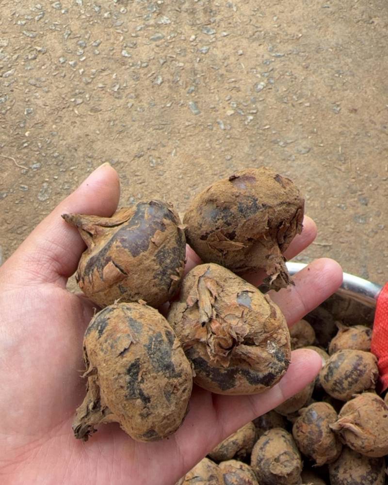 马蹄，马蹄肉各种规格，各种需要满足