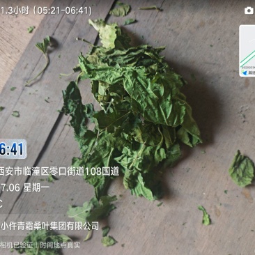 青桑叶个子货
