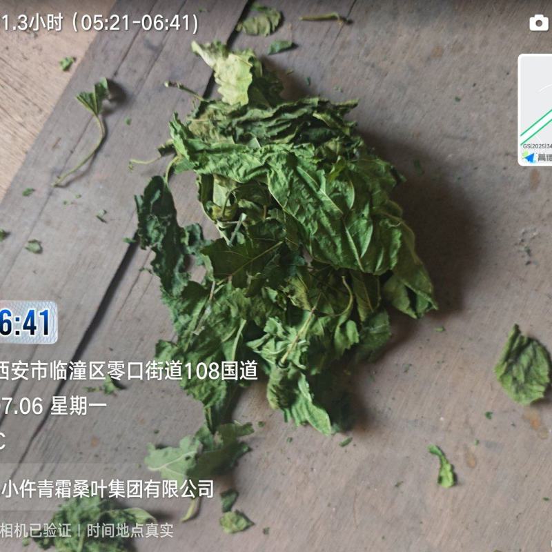 青桑叶个子货