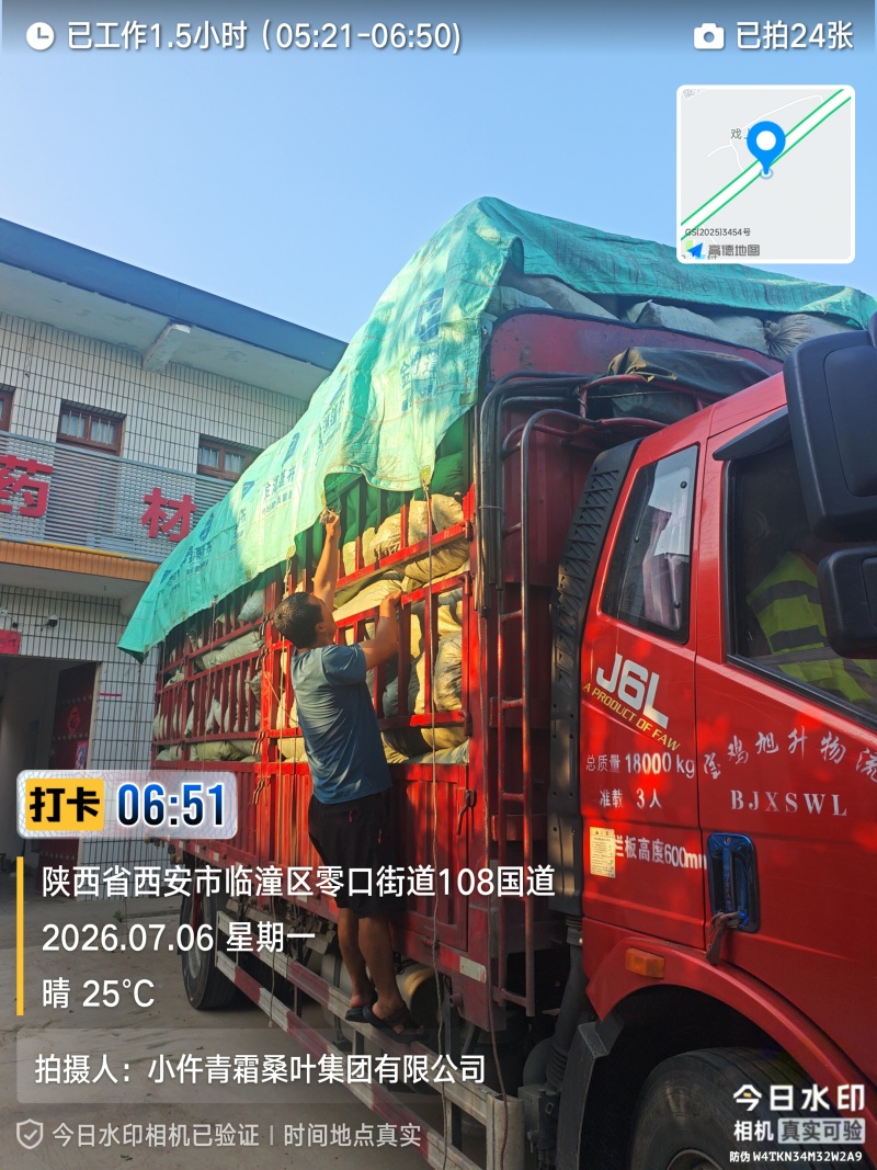青桑叶个子货