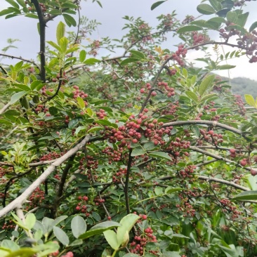 贵州红花椒