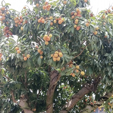 荔枝树苗