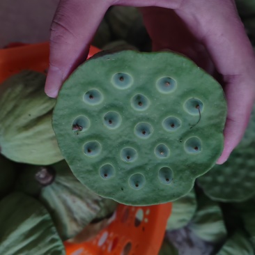 湖北省鱼米之乡太空莲蓬，