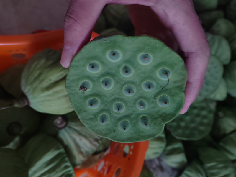 湖北省鱼米之乡太空莲蓬，
