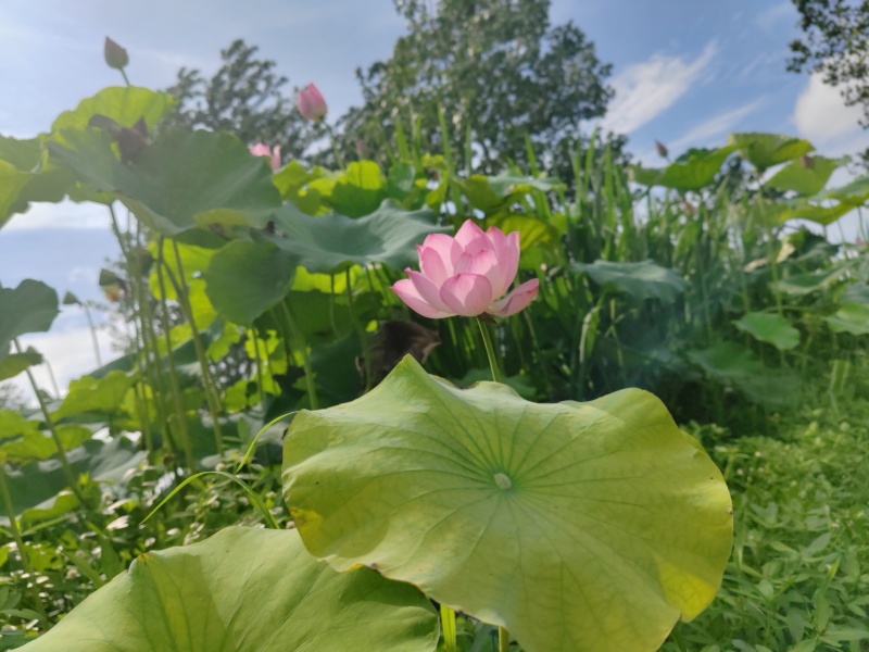 湖北省鱼米之乡太空莲蓬，