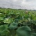 湖北省鱼米之乡太空莲蓬，