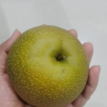 圆黄梨