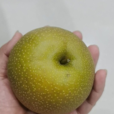 圆黄梨