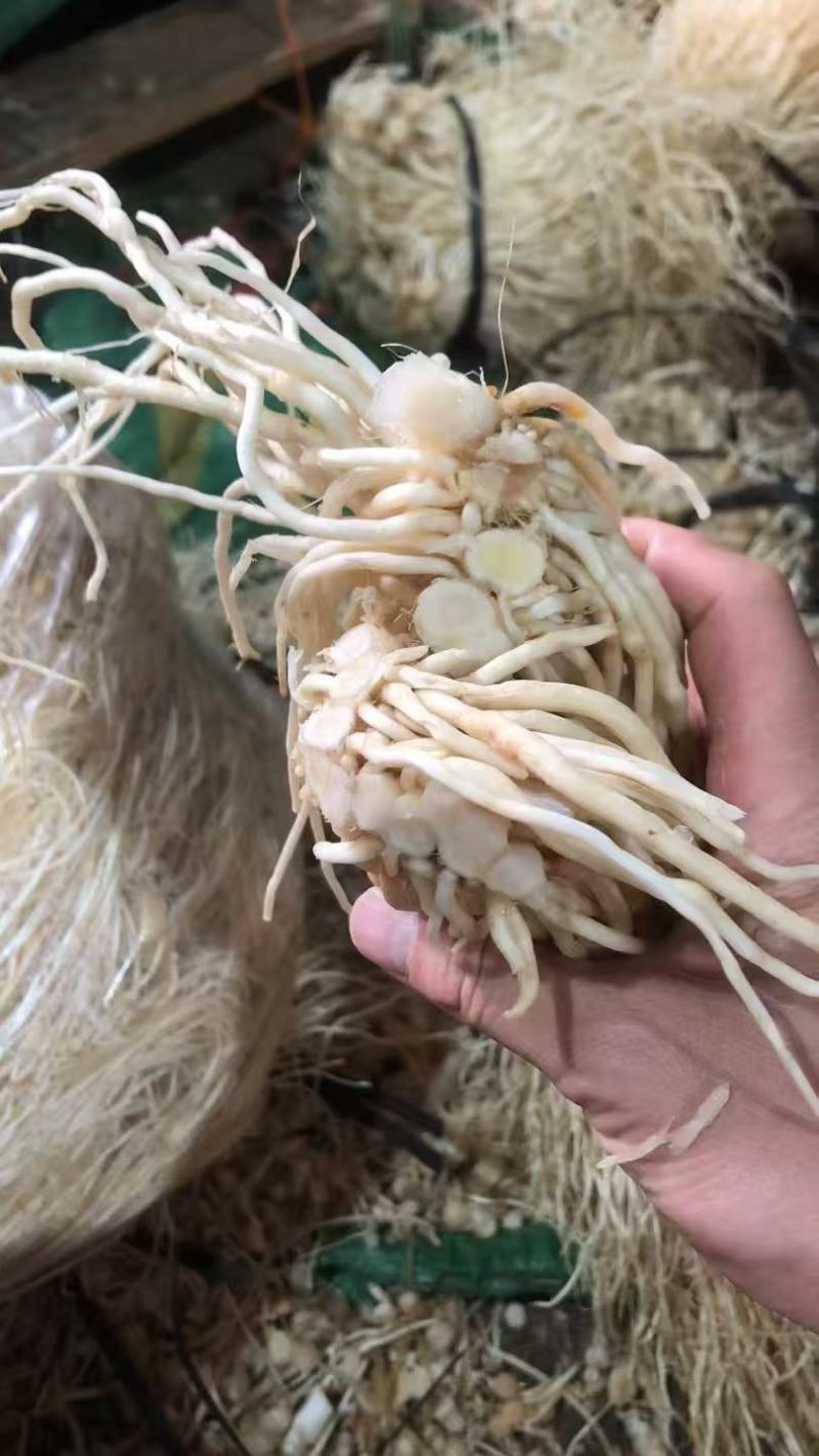 云南韭菜根/撇菜根