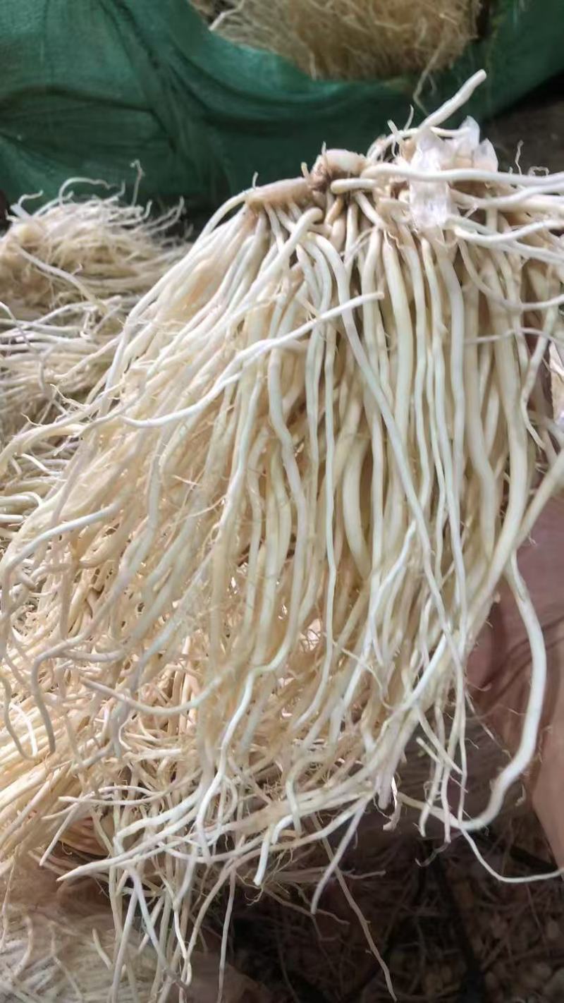 云南韭菜根/撇菜根