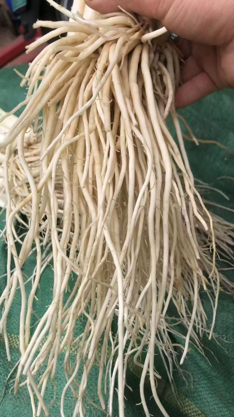 云南韭菜根/撇菜根