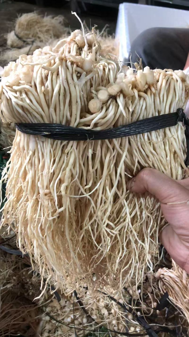 云南韭菜根/撇菜根