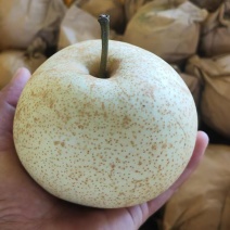 广西桂林桂花梨大量出货产地直销代办大果园