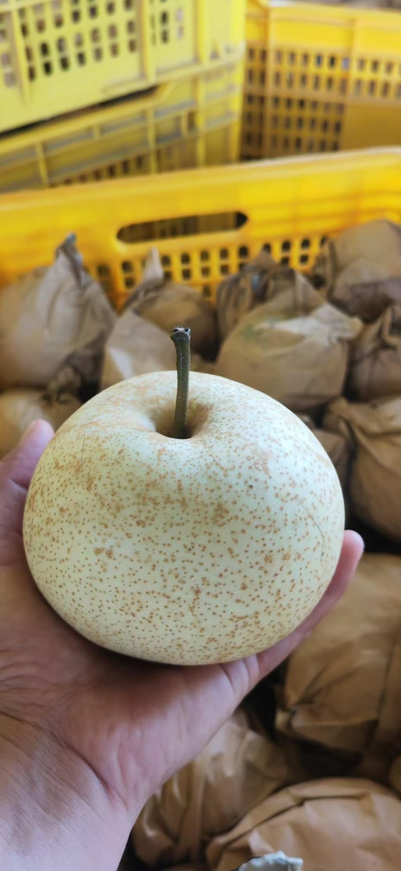 广西桂林桂花梨大量出货产地直销代办大果园