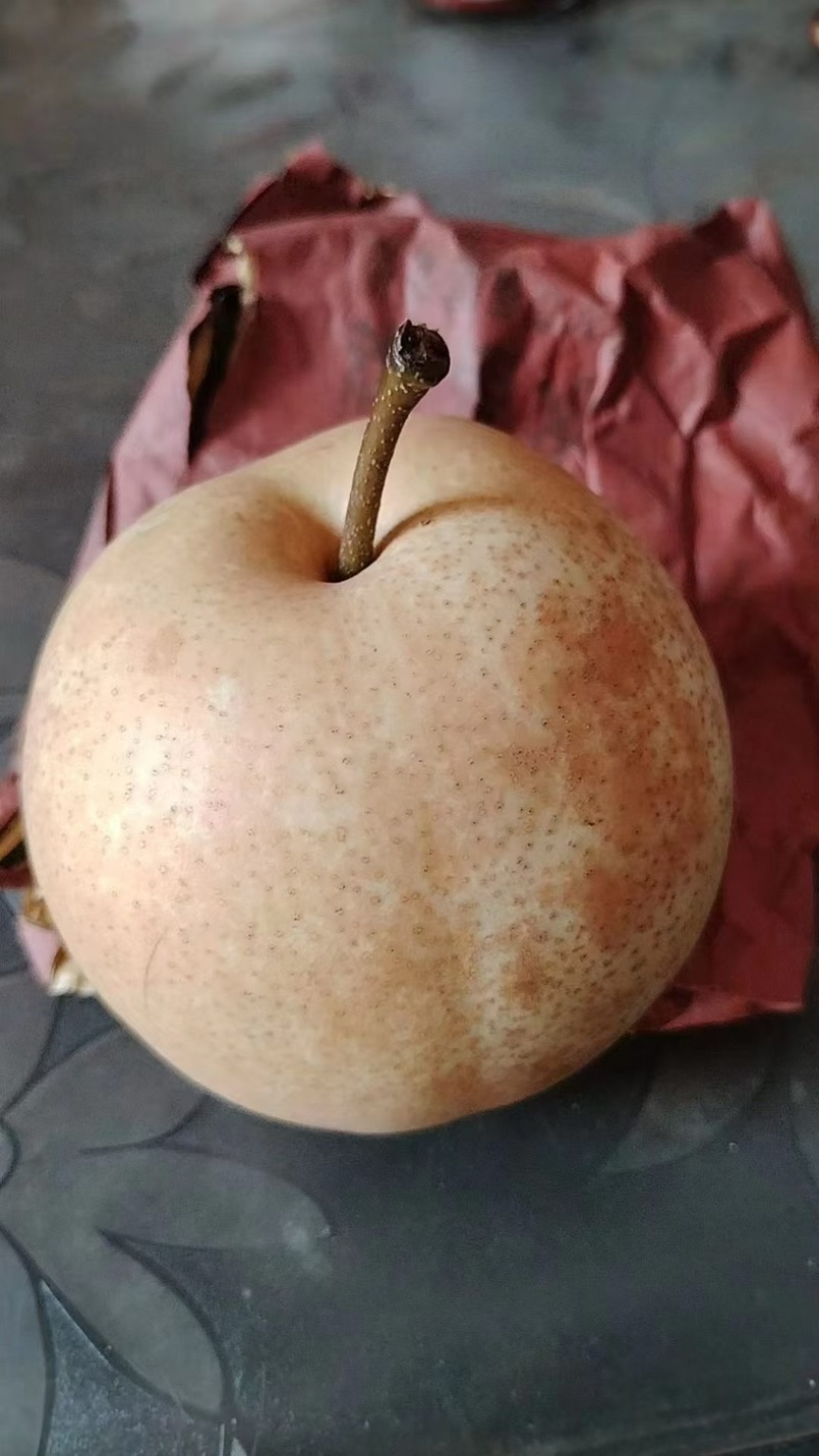 广西桂林桂花梨大量出货产地直销代办大果园