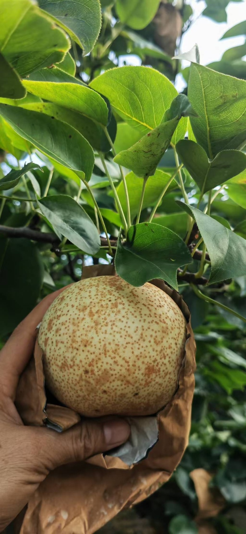 广西桂林桂花梨大量出货产地直销代办大果园