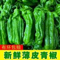 《优选》湖北芜湖椒大量上市对接全国量大从优保质保量