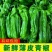 《优选》湖北芜湖椒大量上市对接全国量大从优保质保量