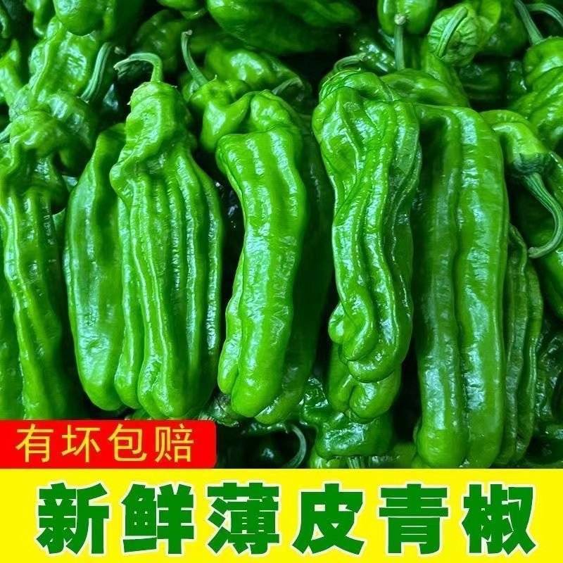 《优选》湖北芜湖椒大量上市对接全国量大从优保质保量