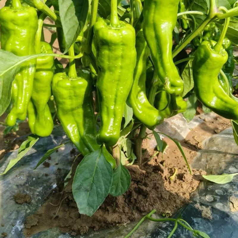 《优选》湖北芜湖椒大量上市对接全国量大从优保质保量