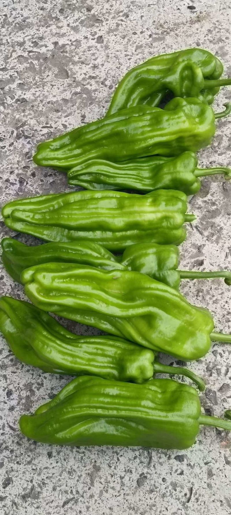 《优选》湖北芜湖椒大量上市对接全国量大从优保质保量