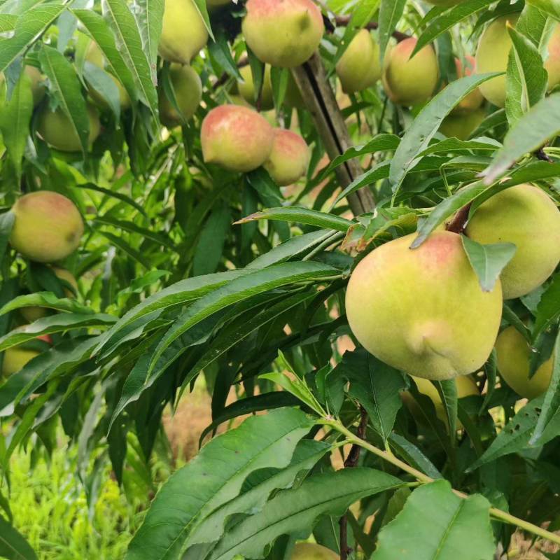 【鹰嘴蜜桃】正宗江西鹰嘴蜜桃/江西鹰嘴桃/大果质量三包