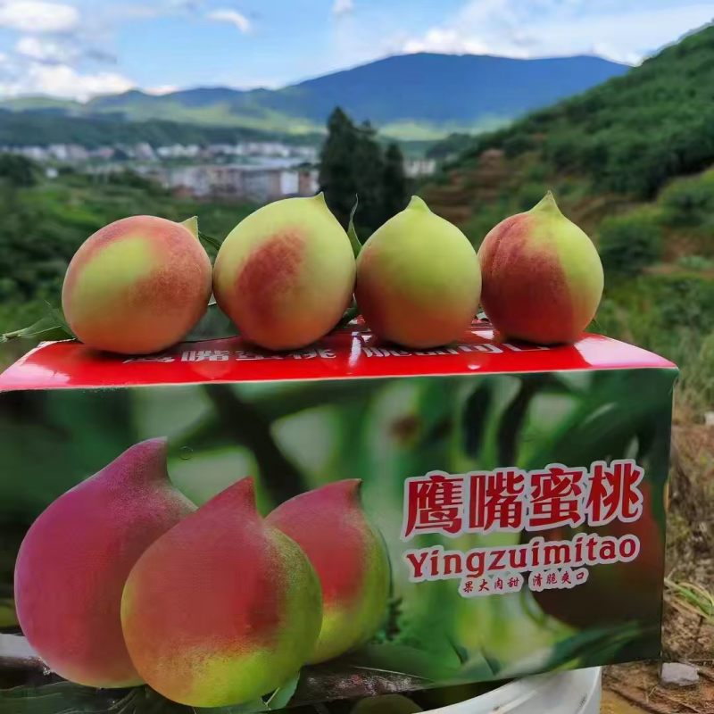 【鹰嘴蜜桃】正宗江西鹰嘴蜜桃/江西鹰嘴桃/大果质量三包