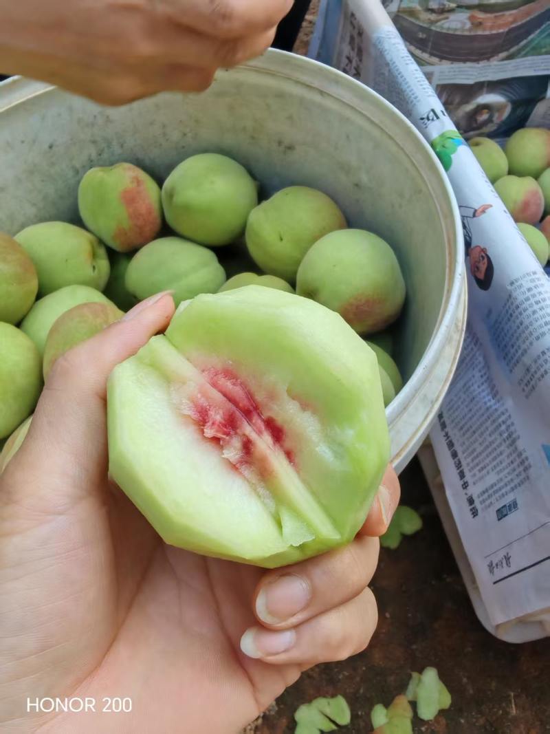 【鹰嘴蜜桃】正宗江西鹰嘴蜜桃/江西鹰嘴桃/大果质量三包