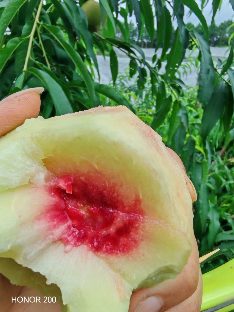 【鹰嘴蜜桃】正宗江西鹰嘴蜜桃/江西鹰嘴桃/大果质量三包
