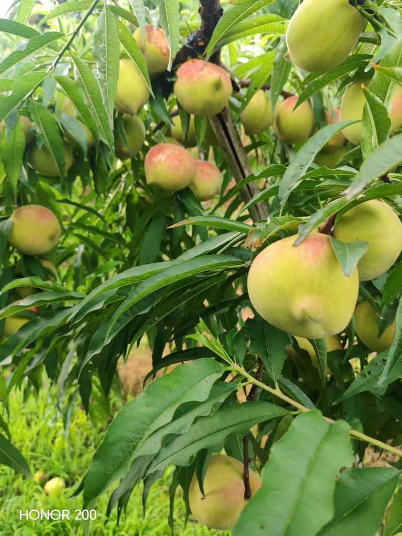 【鹰嘴蜜桃】正宗江西鹰嘴蜜桃/江西鹰嘴桃/大果质量三包