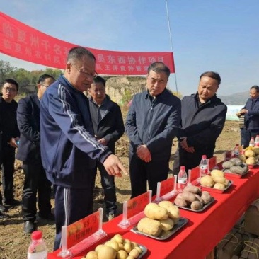 临夏市土豆基地种植10月份大量上市欢迎老板提前订货