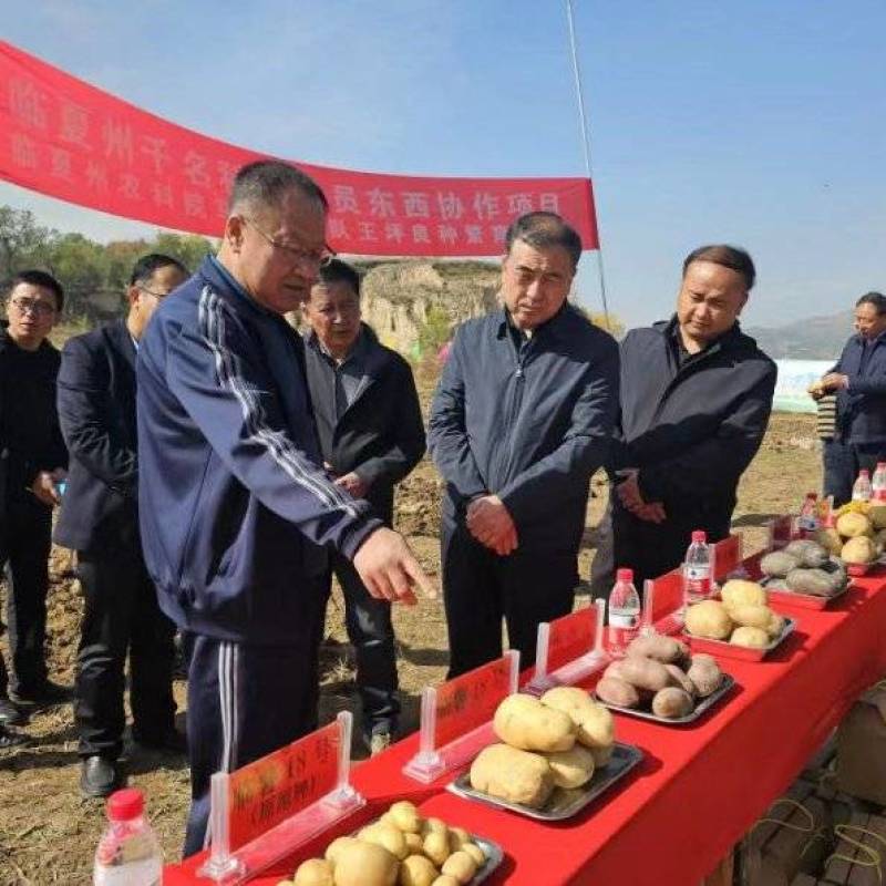 临夏市土豆基地种植10月份大量上市欢迎老板提前订货