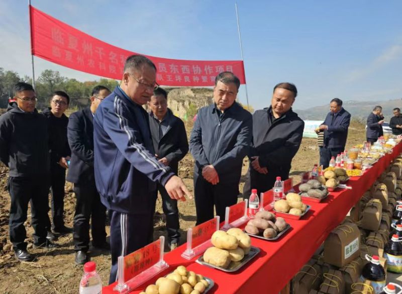 临夏市土豆基地种植10月份大量上市欢迎老板提前订货
