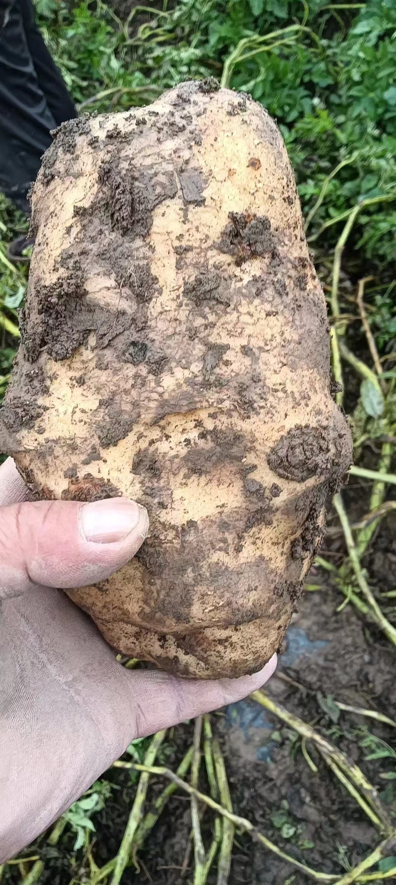 临夏市土豆基地种植10月份大量上市欢迎老板提前订货