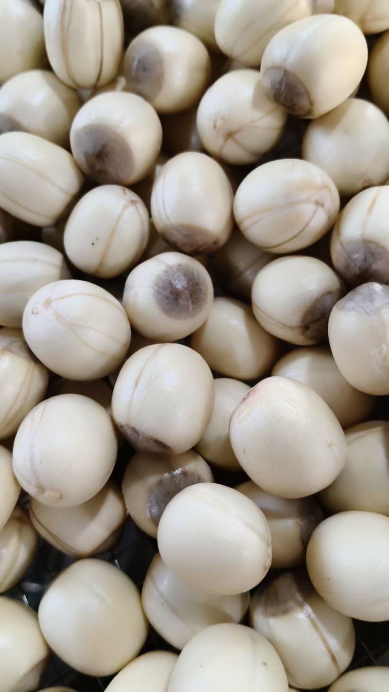 江西新鲜红莲子，香糯粉当季鲜莲子，带衣先莲子供应全国各地