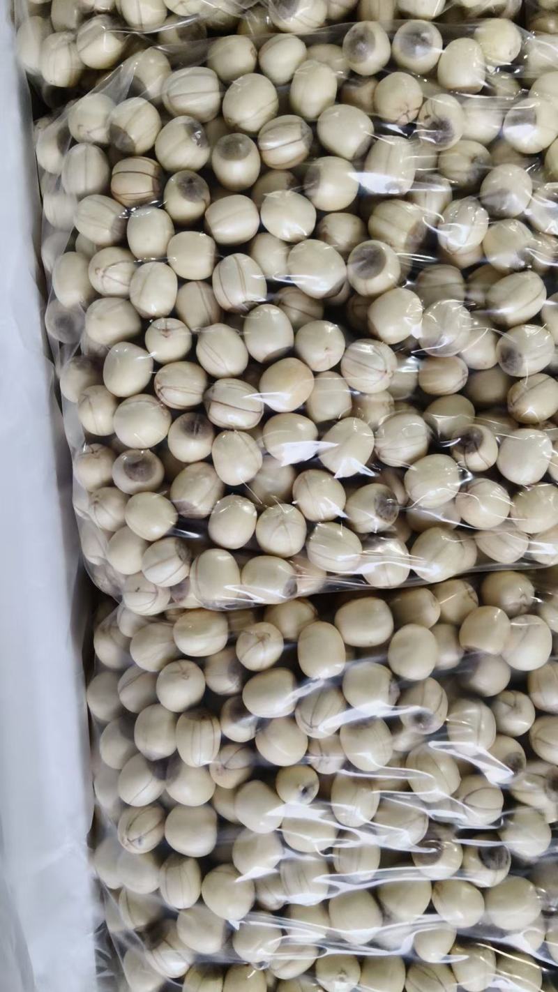 江西新鲜红莲子，香糯粉当季鲜莲子，带衣先莲子供应全国各地