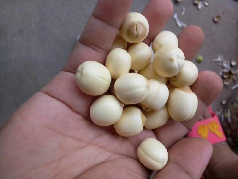 带心白莲，江西新鲜白莲子，有心白莲基地直供全国商超档口
