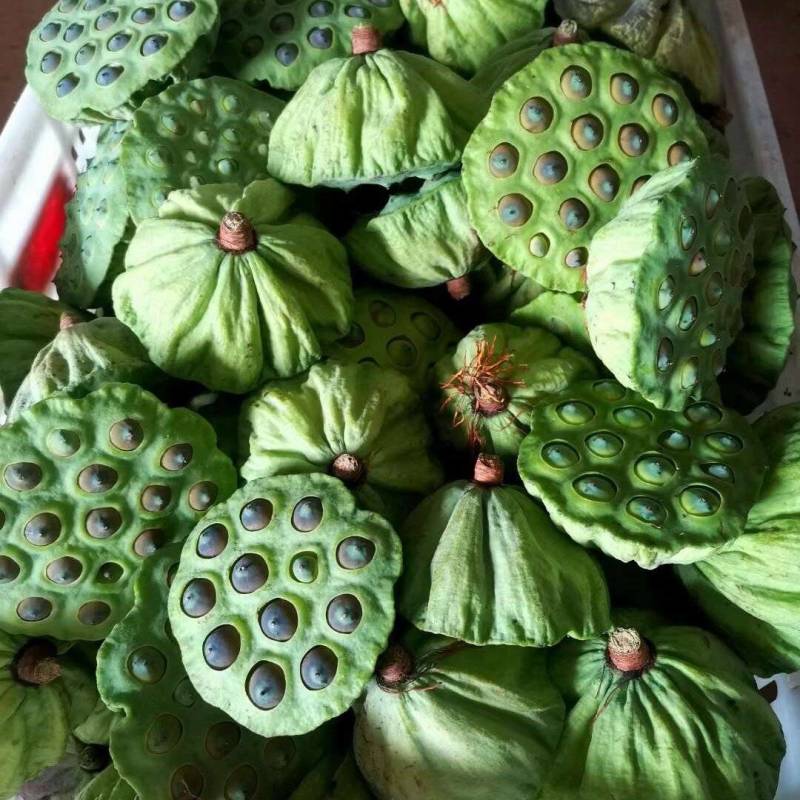 草莲蓬