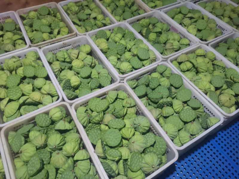 草莲蓬