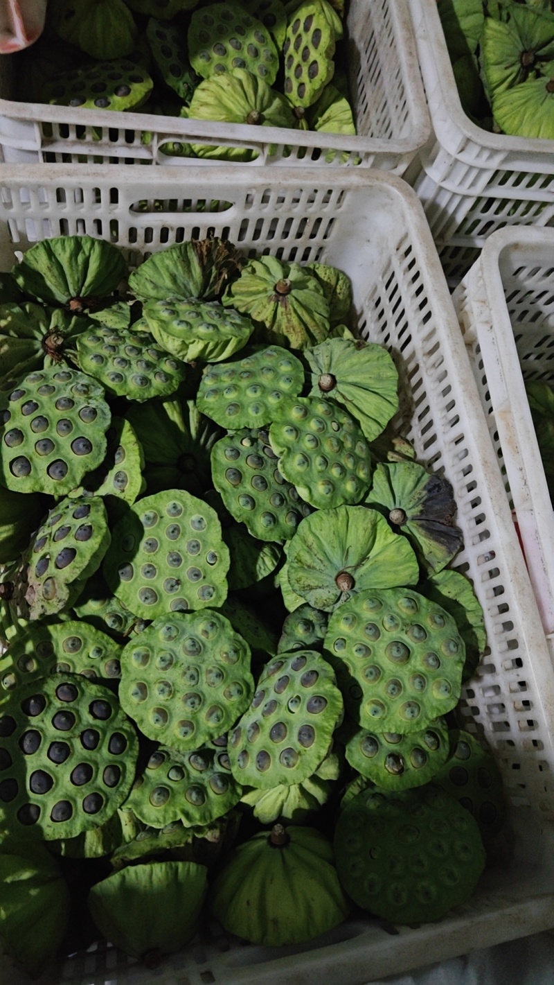 草莲蓬