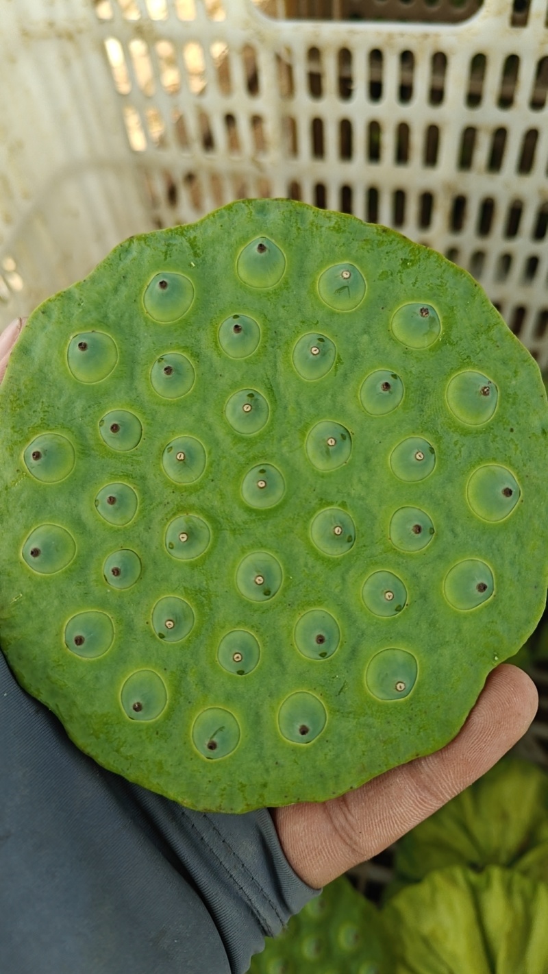 草莲蓬