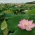 草莲蓬