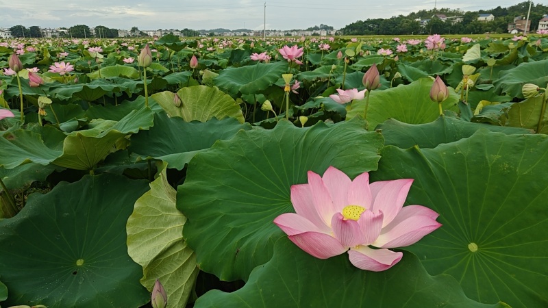 草莲蓬