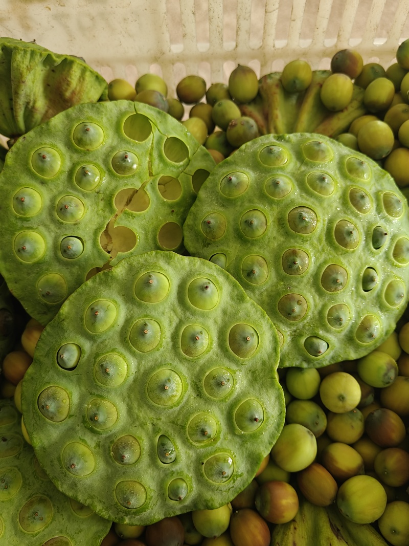 草莲蓬